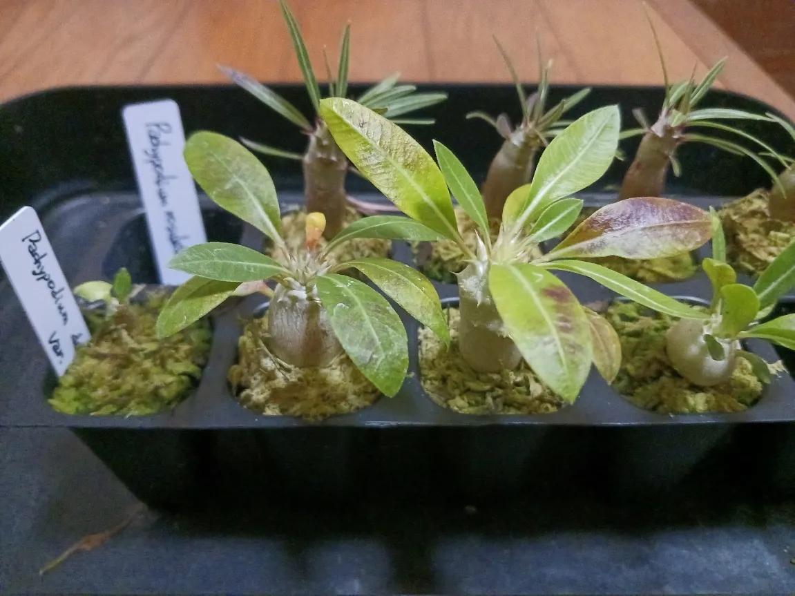 Pachypodium densiflorum var. brevicalyx (パキポディウム ブレビカリックス)