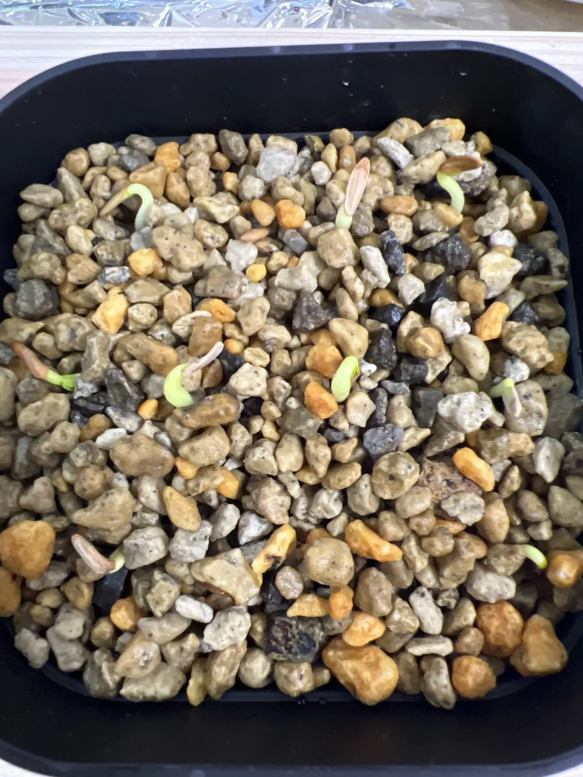 Pachypodium rosulatum var. gracilius (パキポディウム グラキリス)