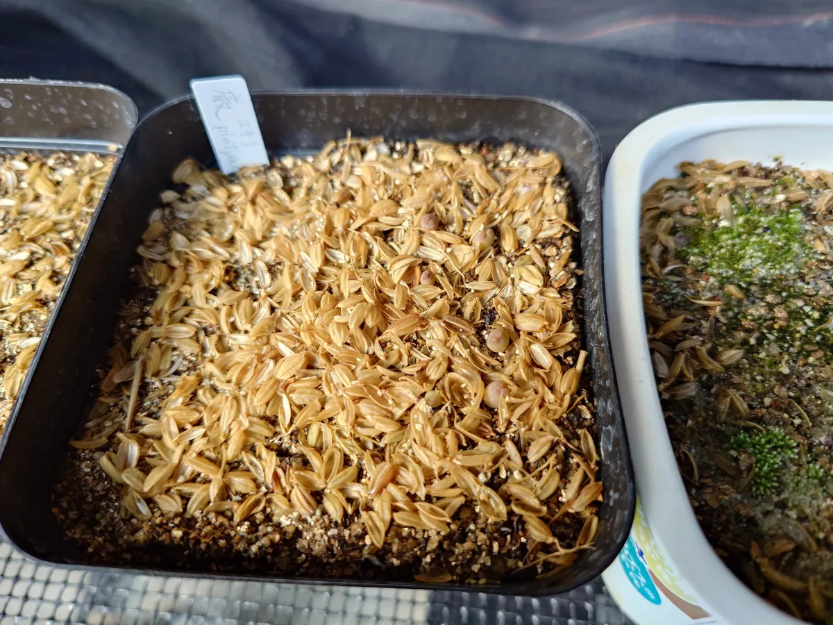 Echinocactus platyacanthus (エキノカクタス プラティアカンサス)