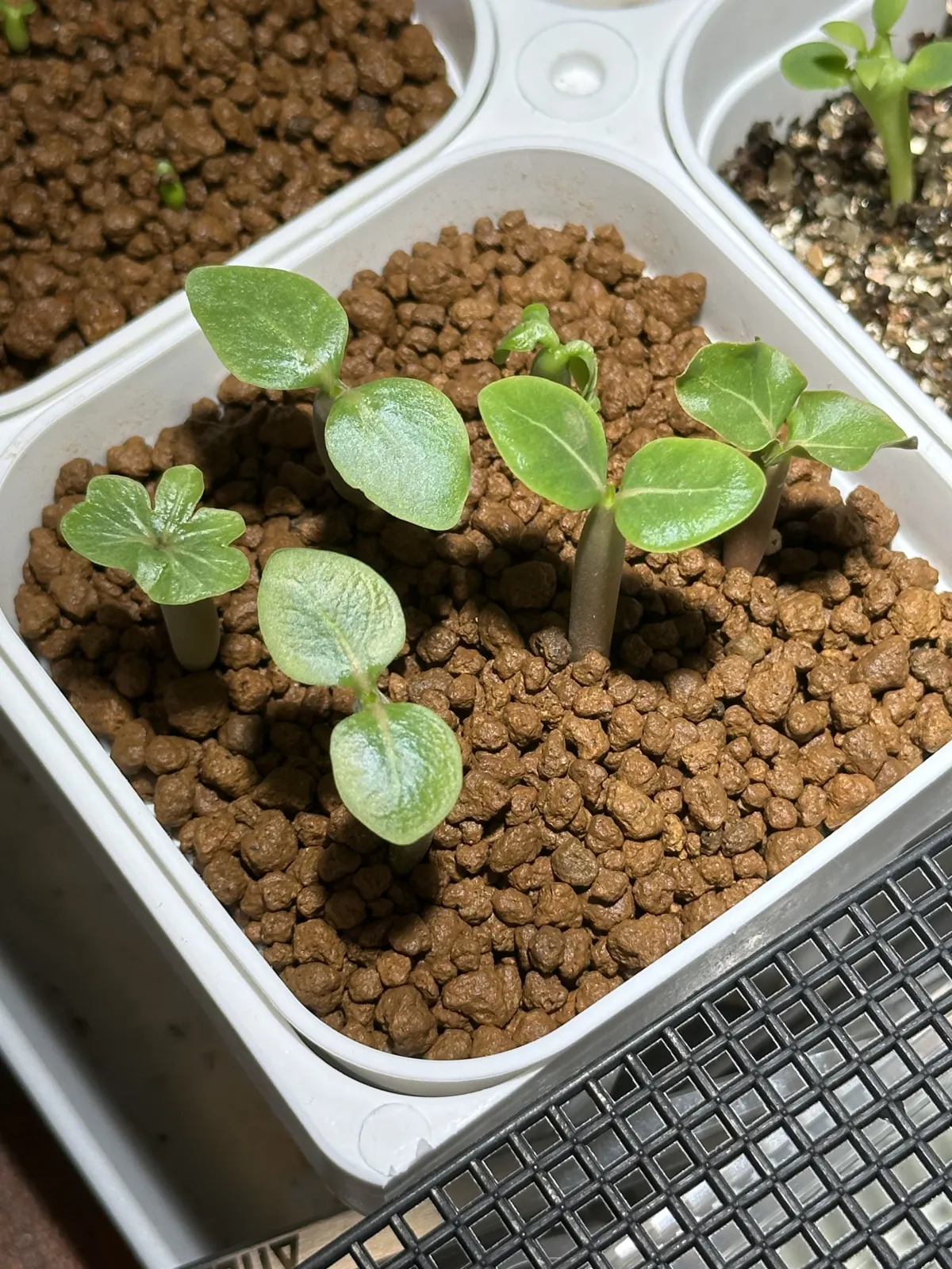 Adenium arabicum 'Black Skin' (アデニウム ブラックドラゴン)