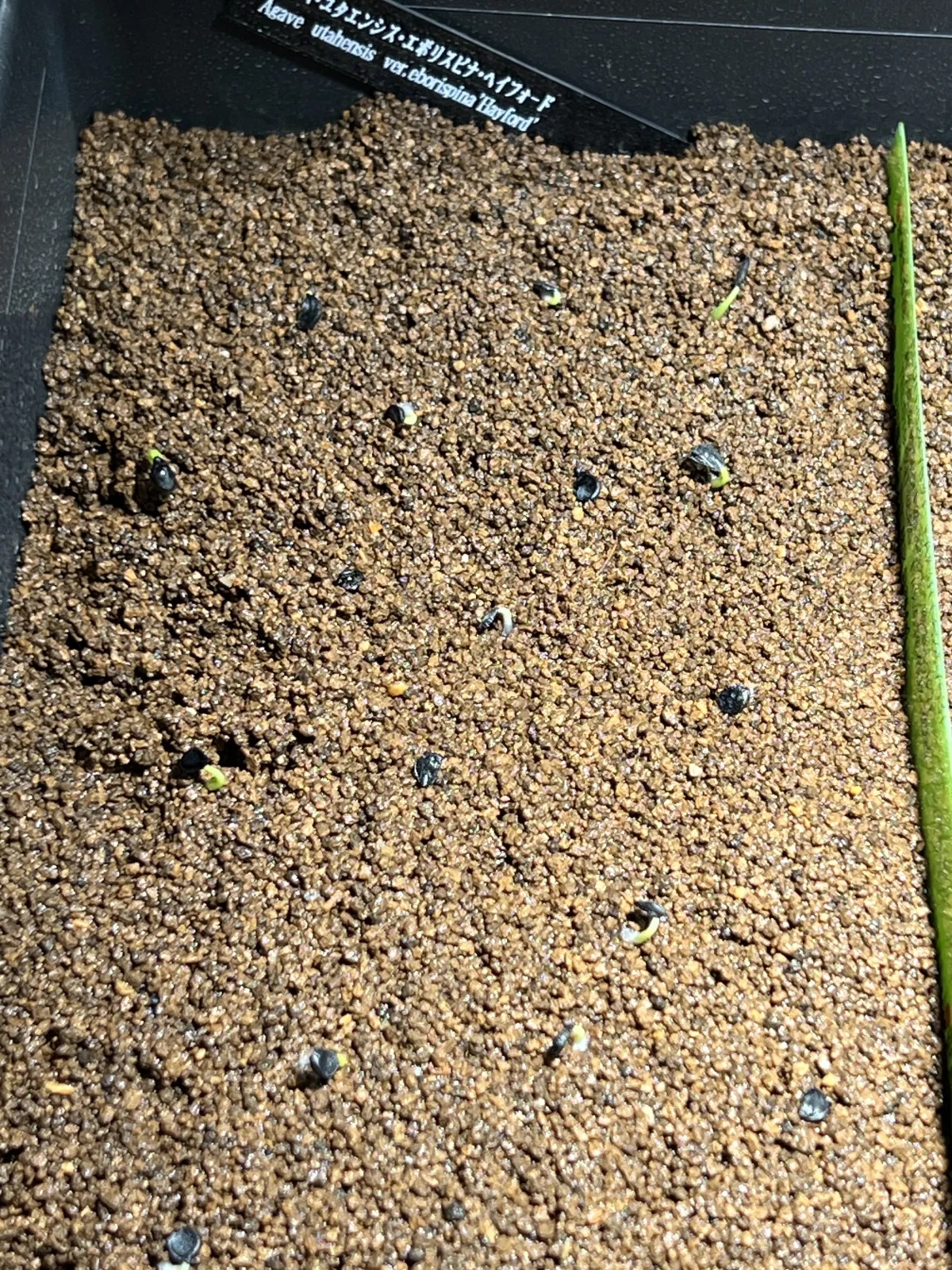 Agave utahensis var. eborispina 'Hayford' (アガベ エボリスピナ ヘイフォード)