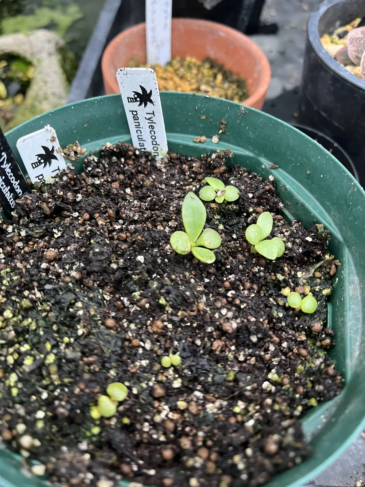 Tylecodon paniculatus (ティレコドン パニクラタス)