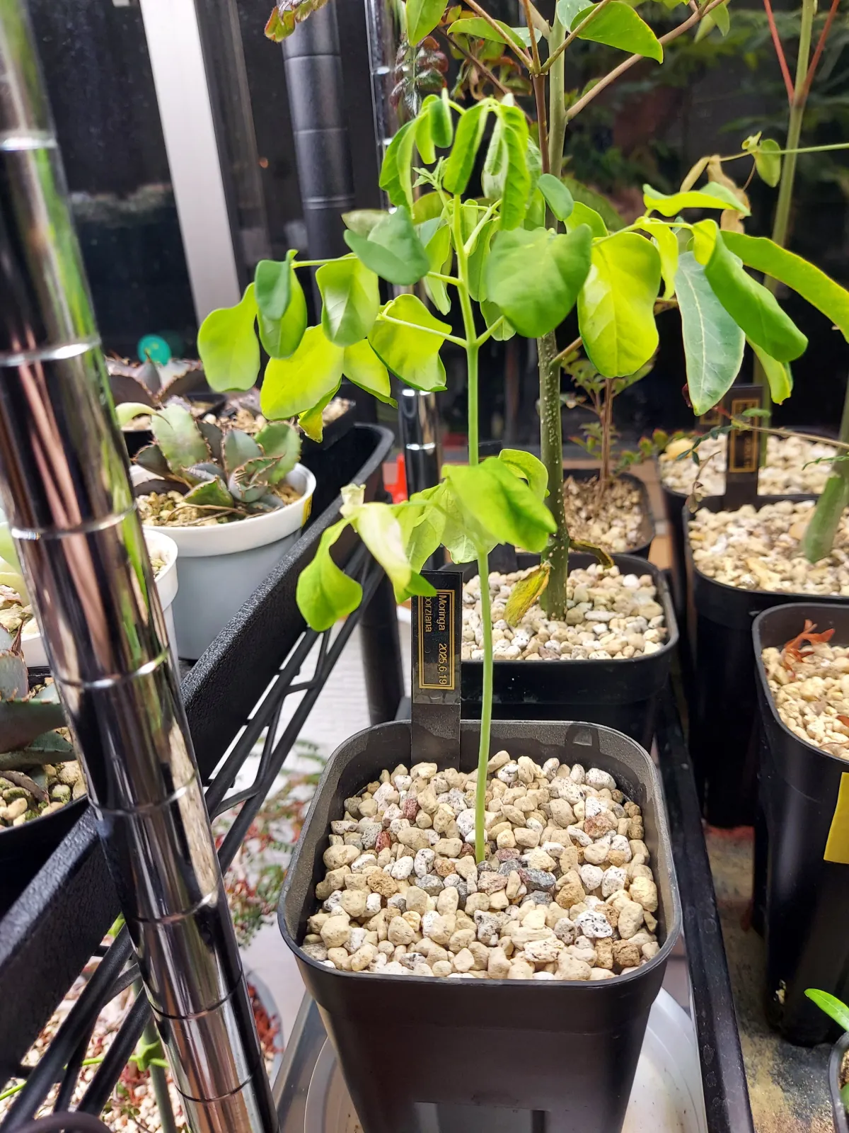 Moringa borziana (モリンガ ボルジアーナ)