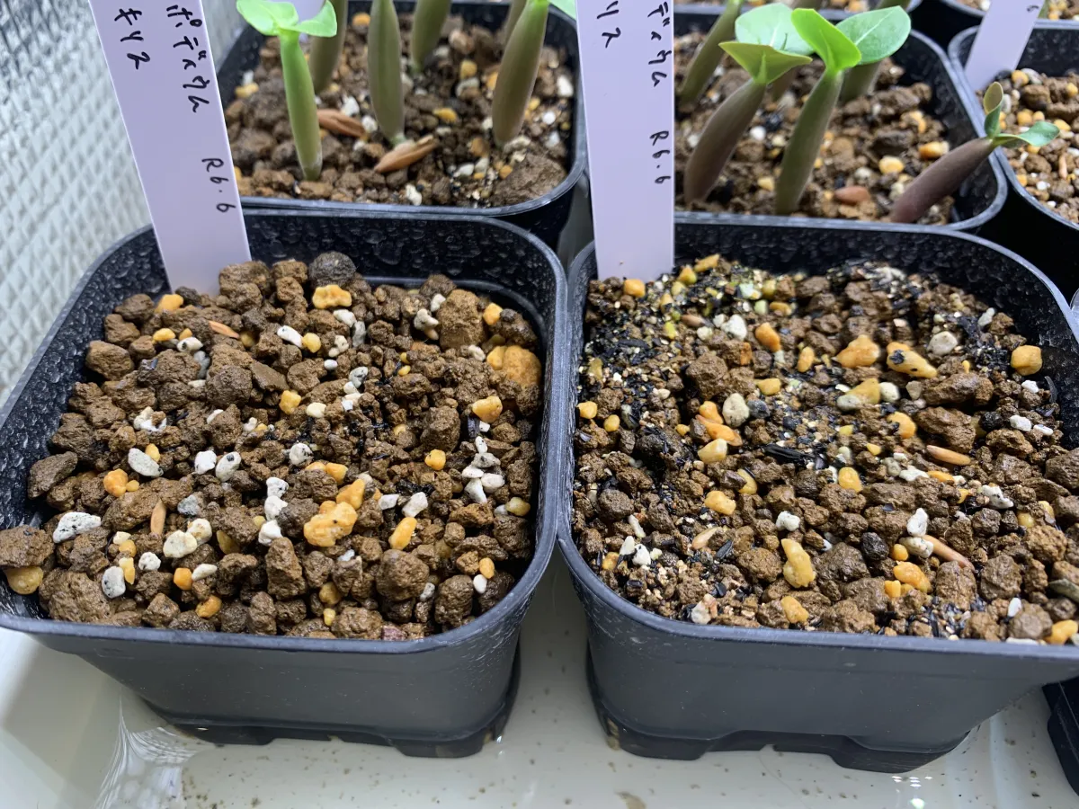 [無料種子] 発芽難 パキポディウム グラキリス　 Pachypodium rosulatum var. gracilius