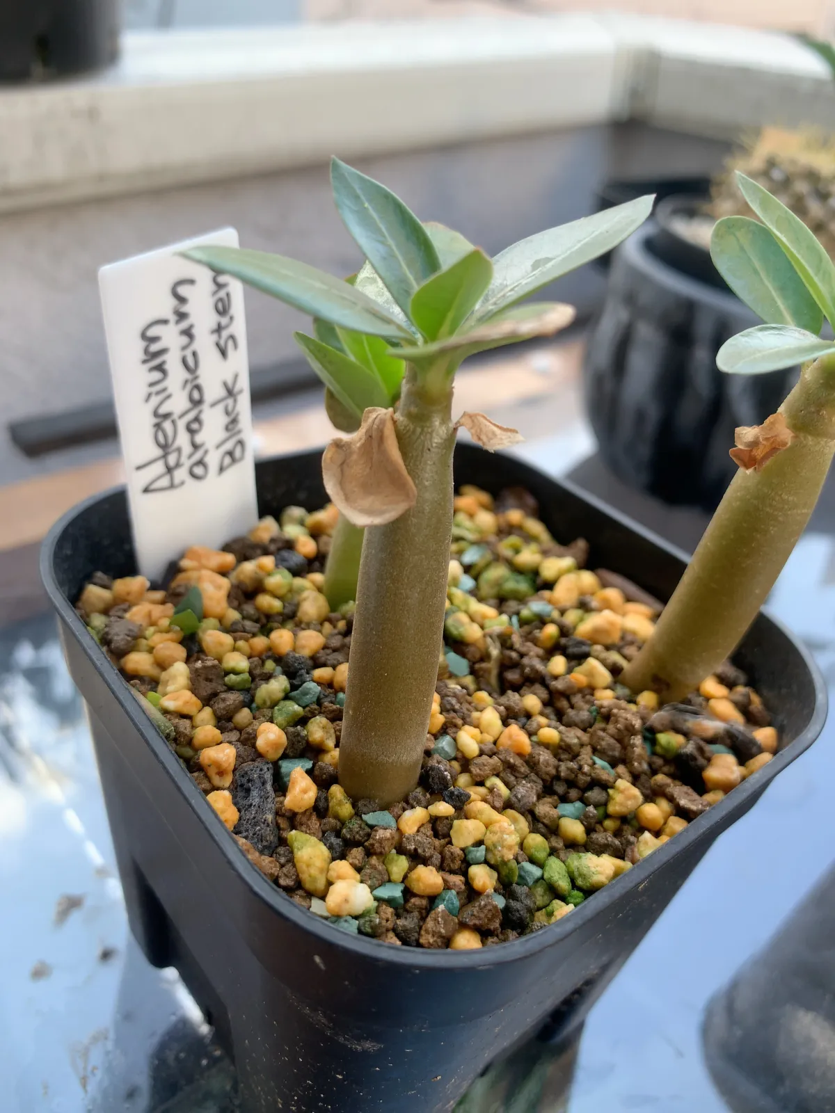 Adenium arabicum Black Stem (アデニウム アラビカム ブラックステム)