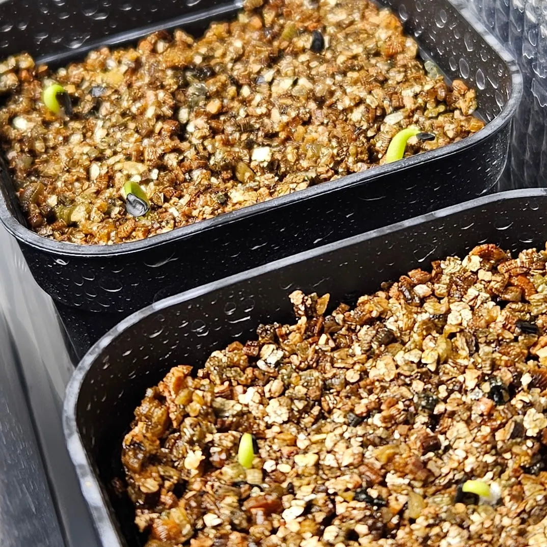 Agave oteroi (アガベ オテロイ)