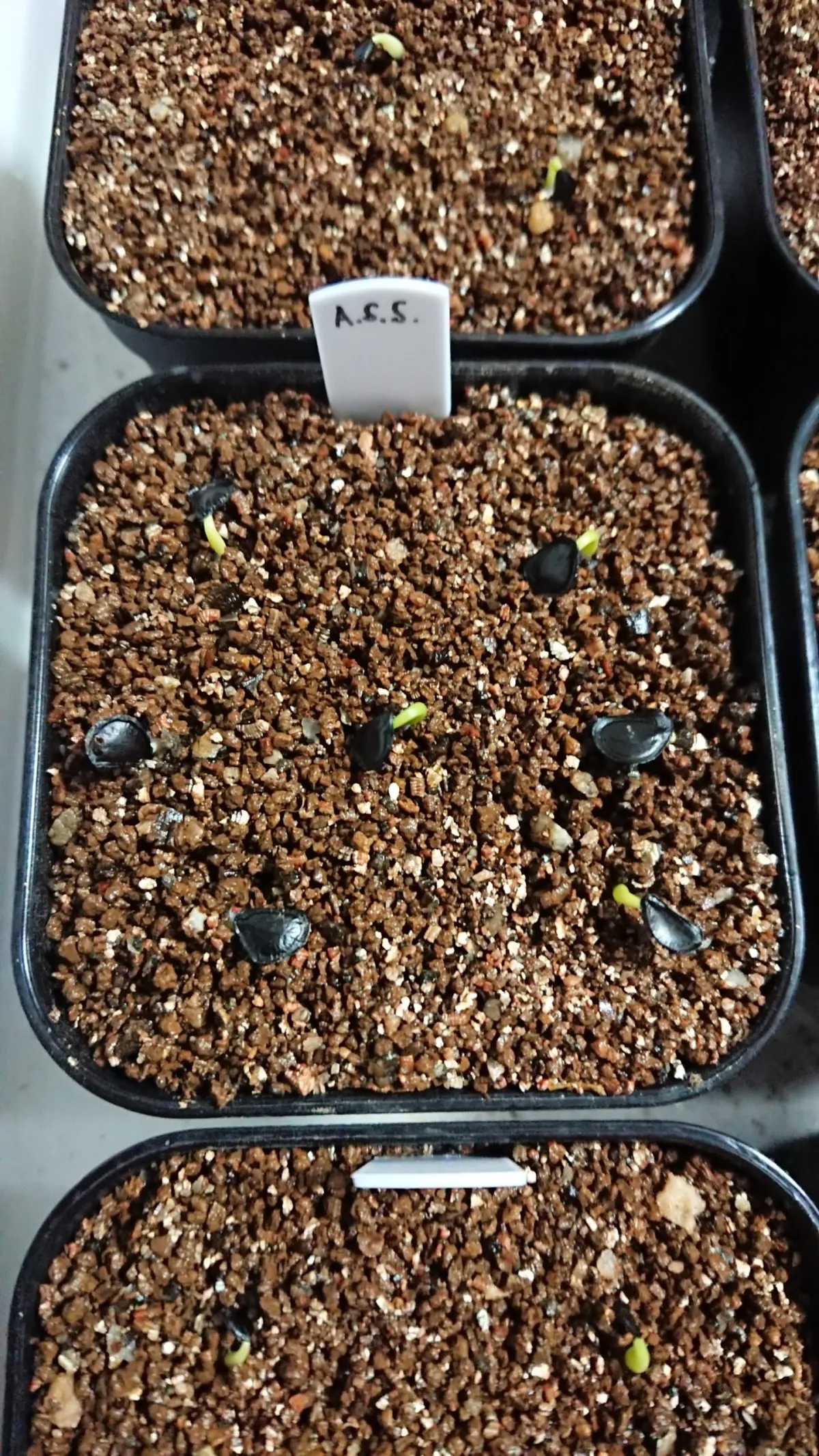 Agave salmiana subsp. salmiana (アガベ サルミアナ)