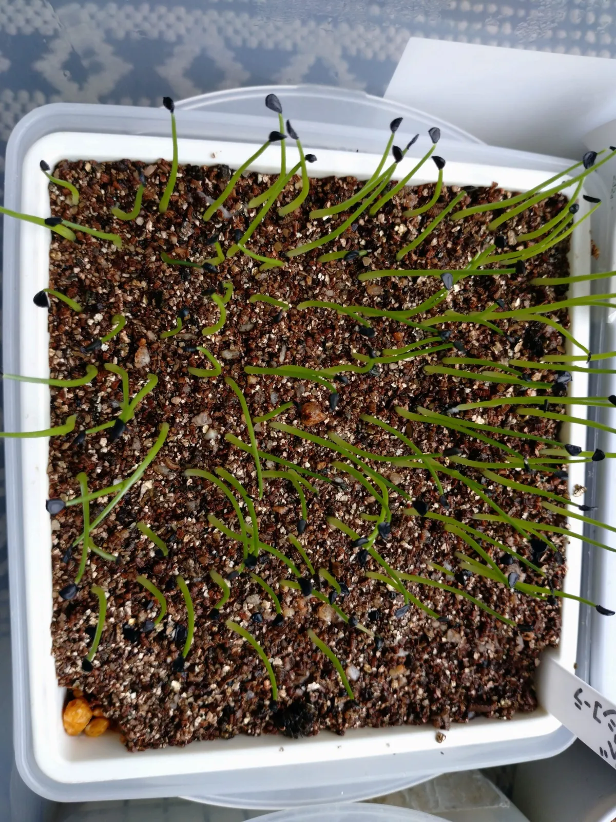 Agave gypsicola (アガベ ジブシコーラ)