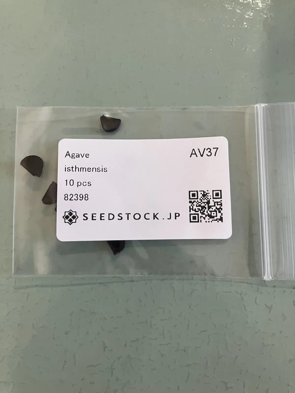 Agave isthmensis (アガベ イシスメンシス)