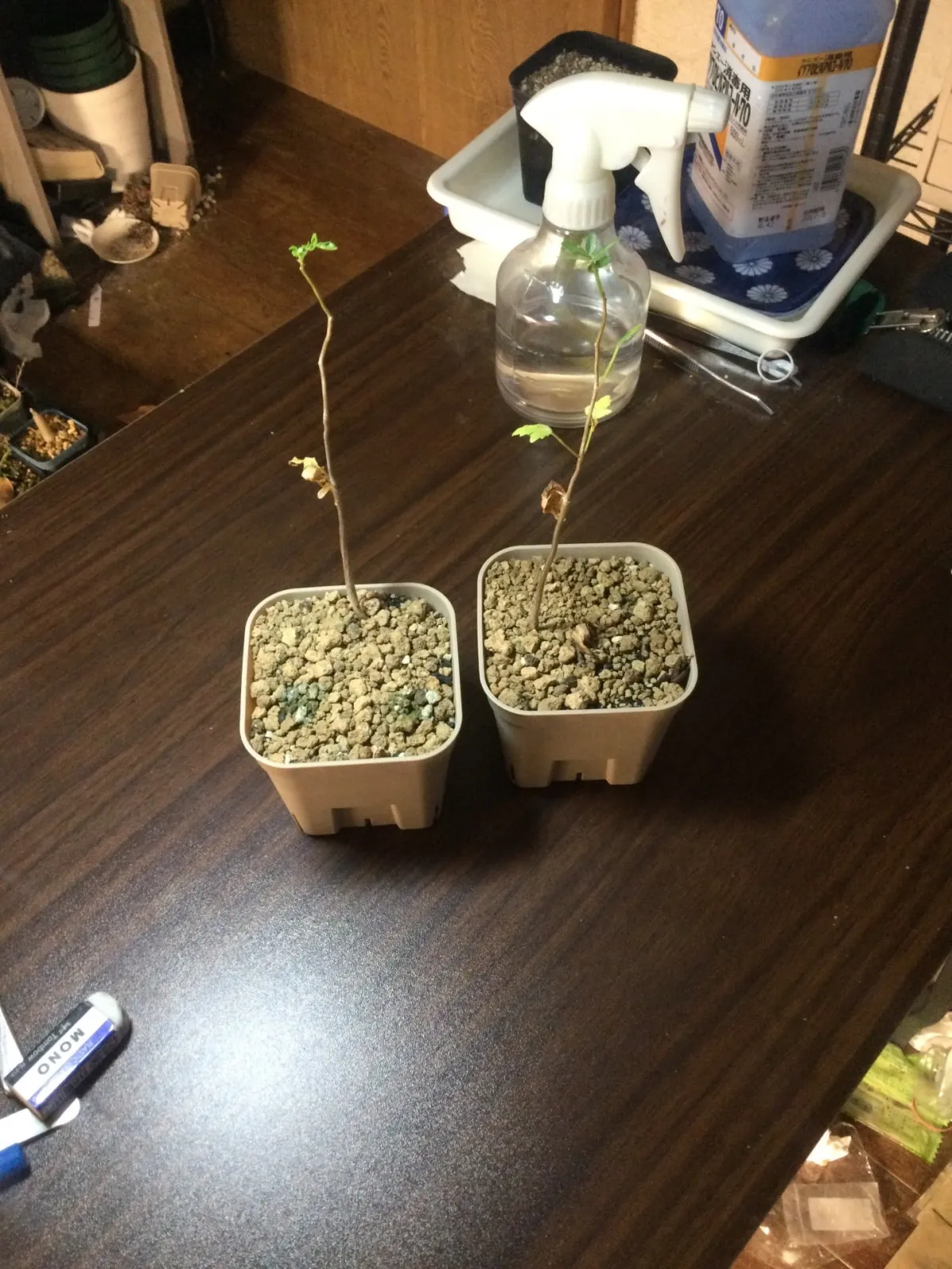 Bursera fagaroides (ブルセラ ファガロイデス)