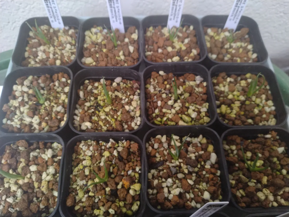 Agave geminiflora (アガベ ジェミニフローラ)