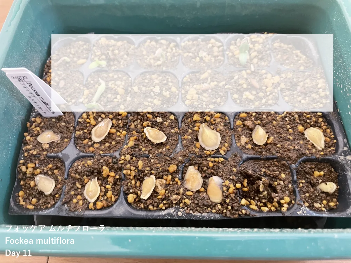 Fockea multiflora (フォッケア ムルチフローラ)