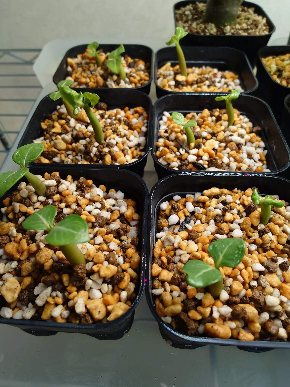 Adenium arabicum (アデニウム アラビカム イエメン)