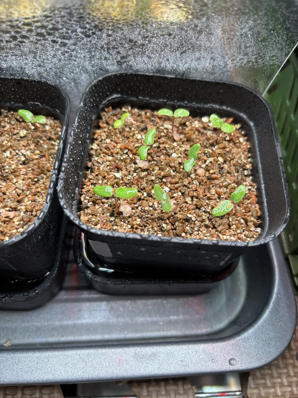 Pachycormus discolor (パキコルムス ディスカラー)