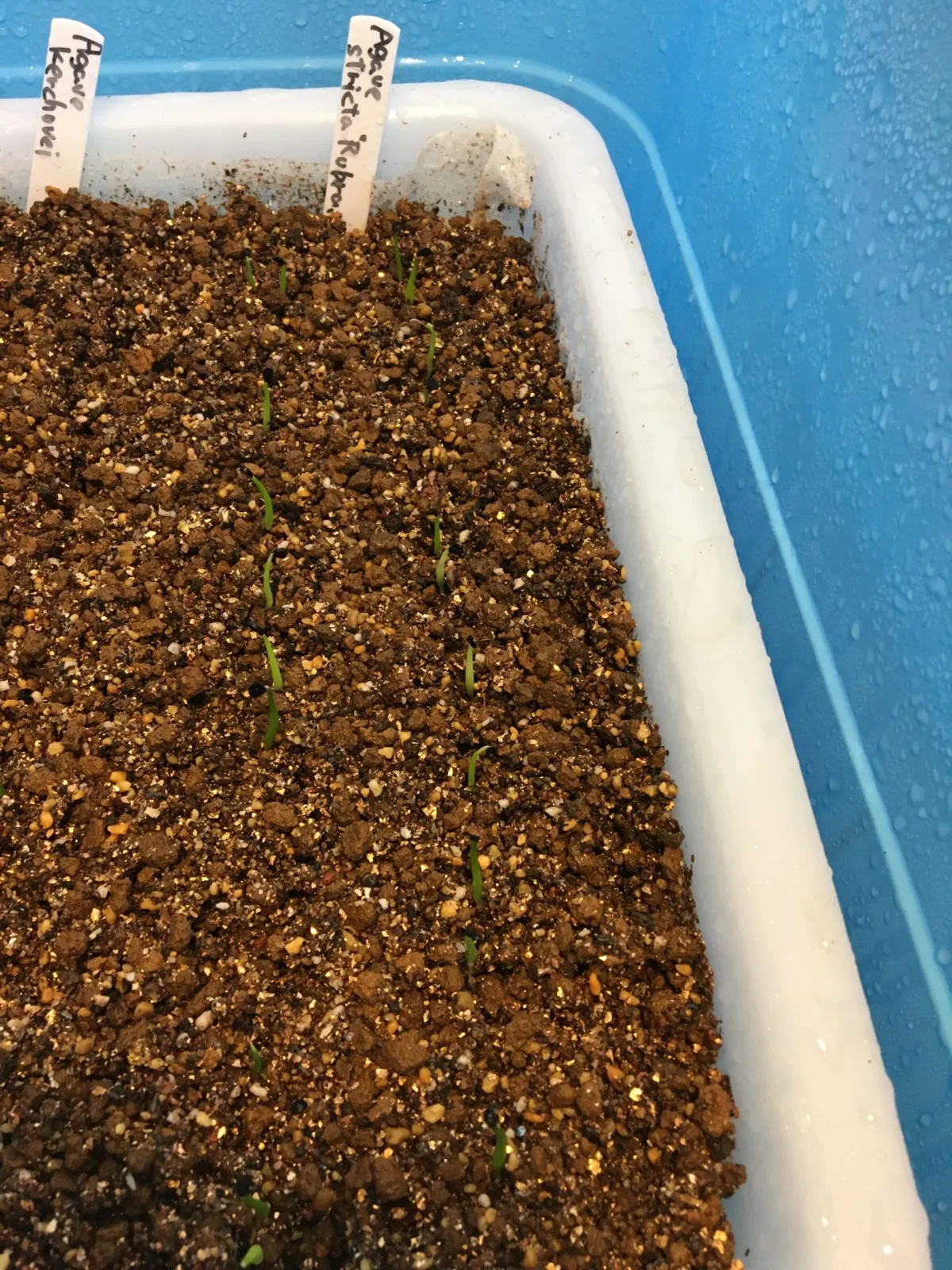 Agave titanota 'Blue' (アガベ チタノタブルー)