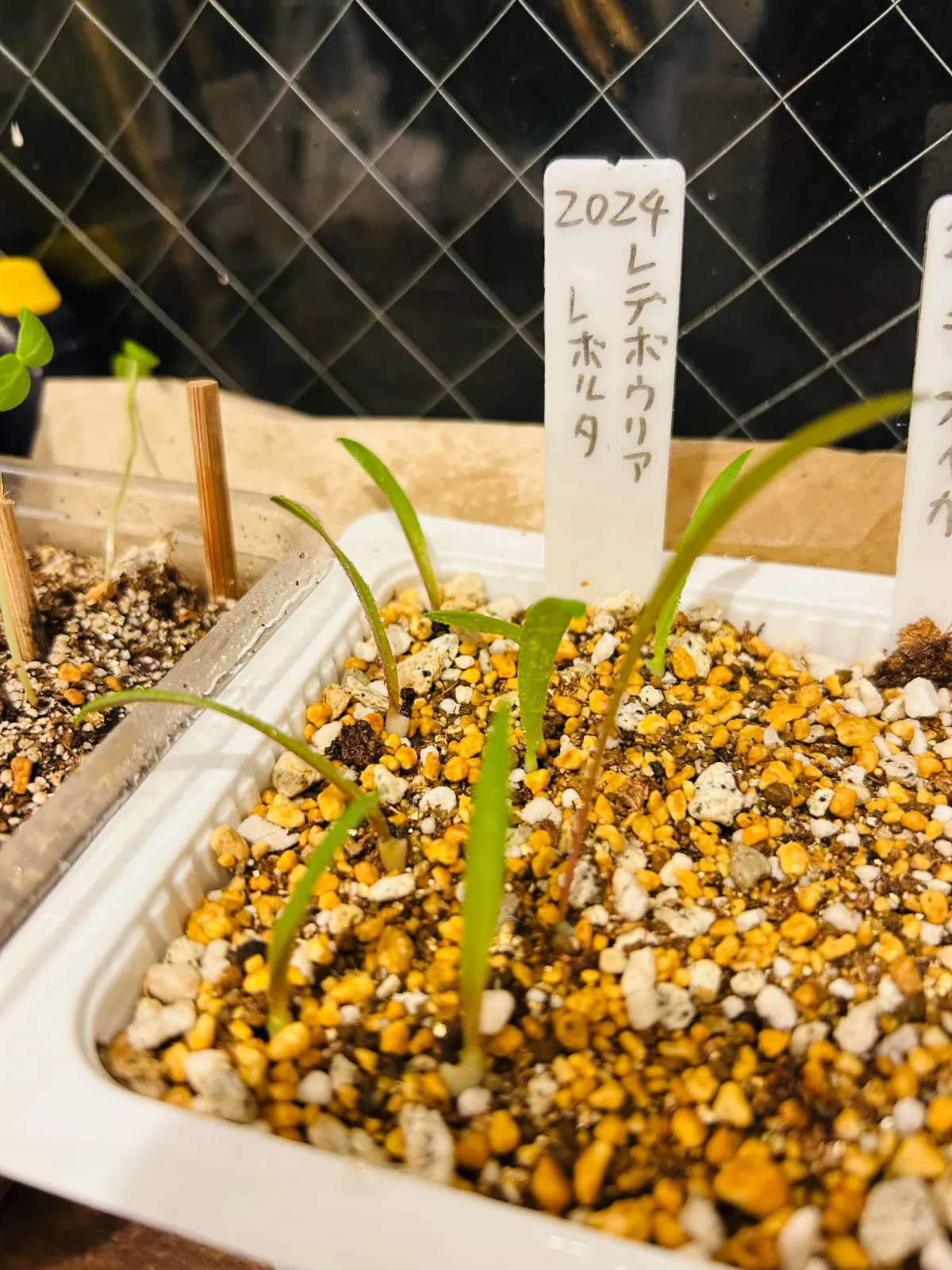 Ledebouria revoluta (レデボウリア レボルタ)