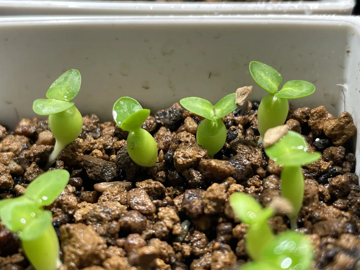 Pachypodium succulentum (パキポディウム サキュレンタム 天馬空)