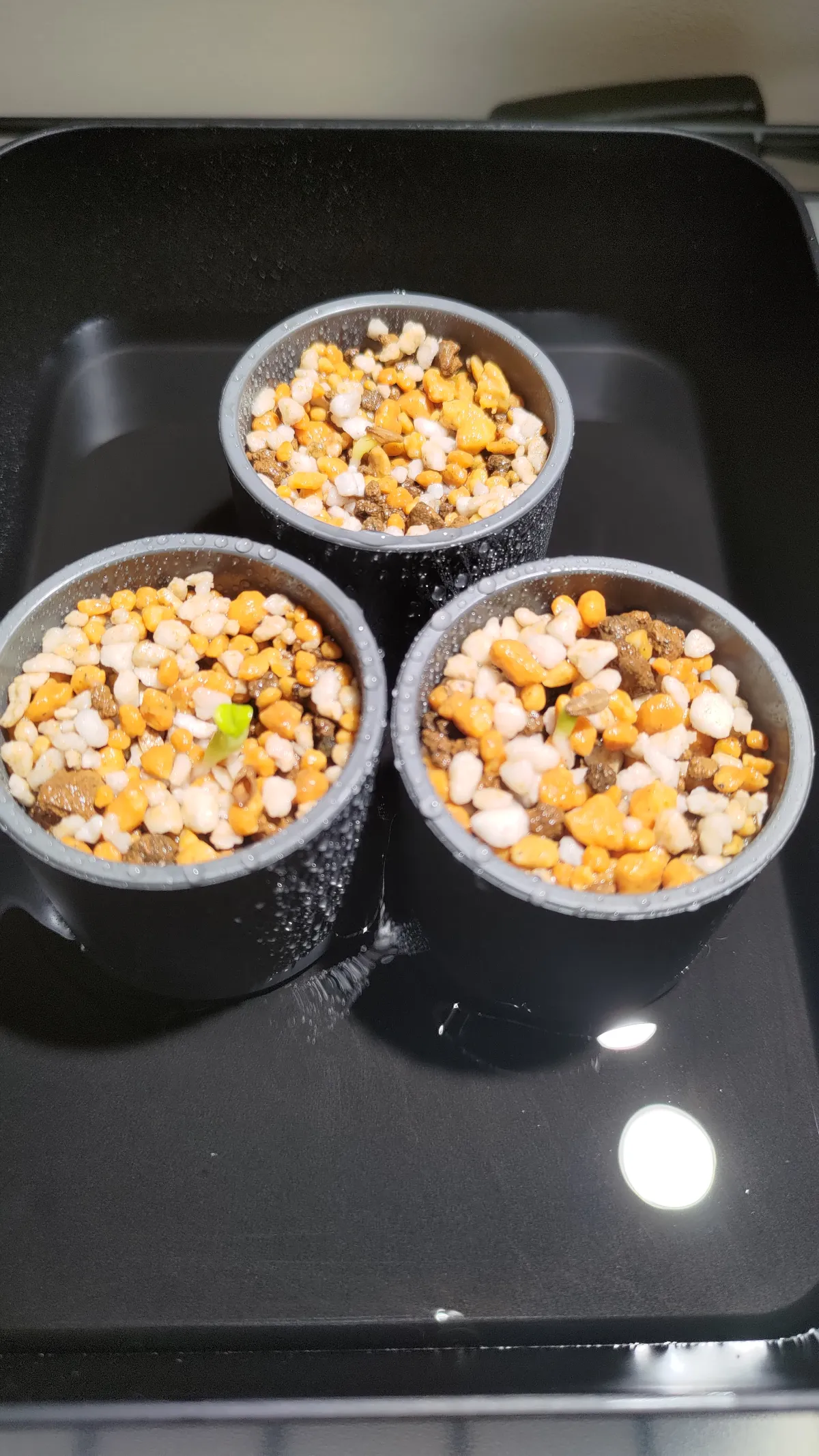 Pachypodium succulentum (パキポディウム サキュレンタム 天馬空)