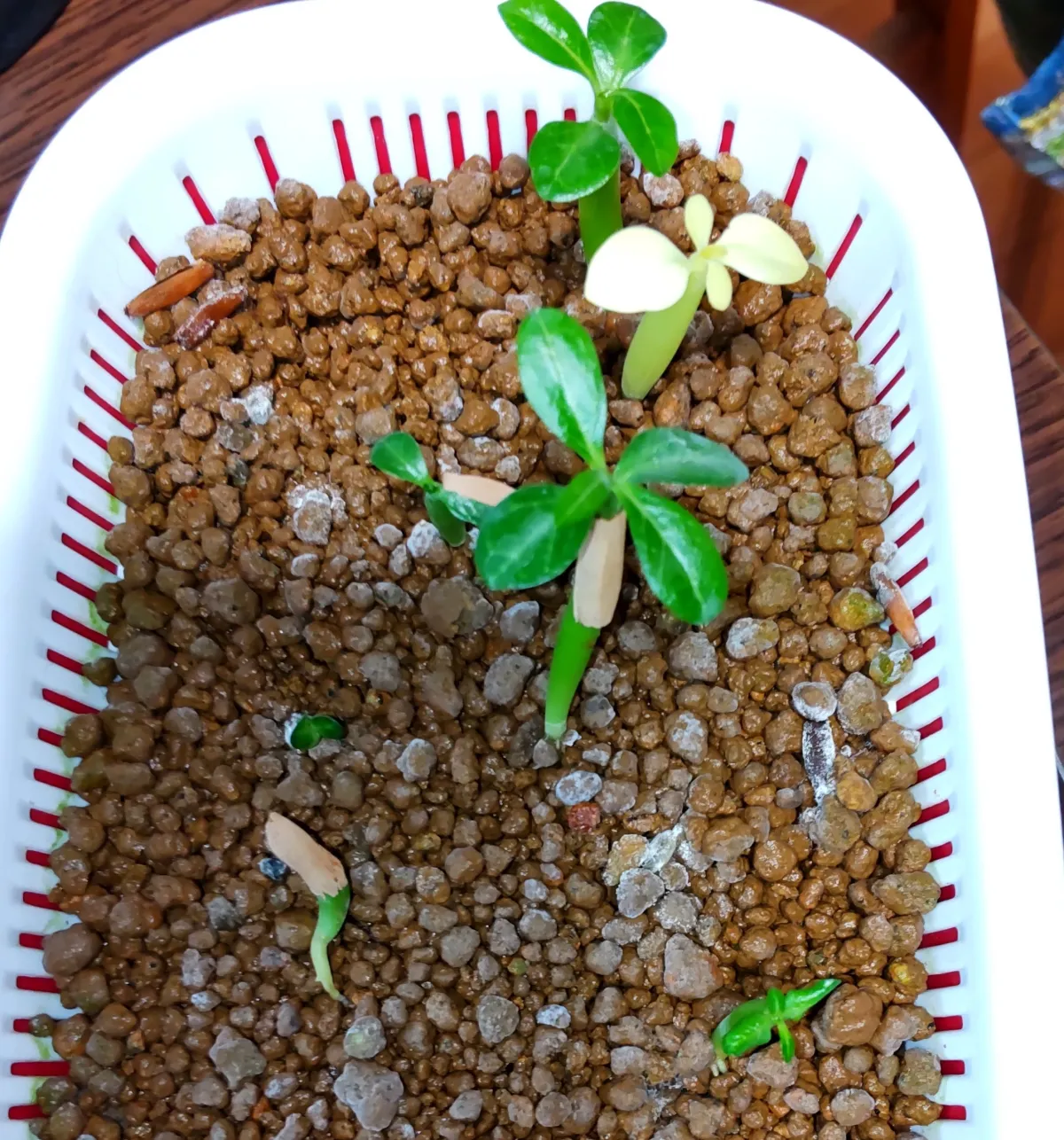 Adenium obesum (アデニウム オベスム)