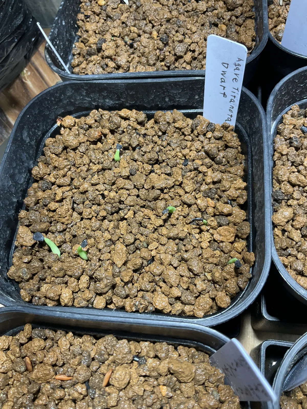 Agave titanota (アガベ チタノタ ドワーフ)