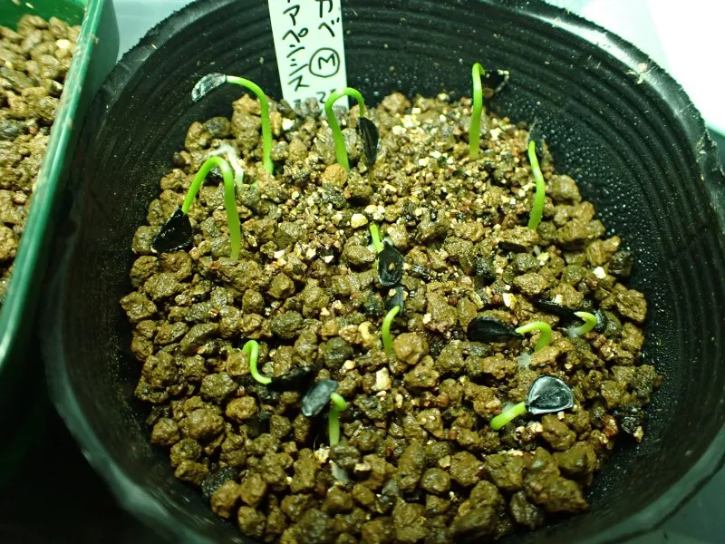 Agave chiapensis (アガベ チアペンシス)