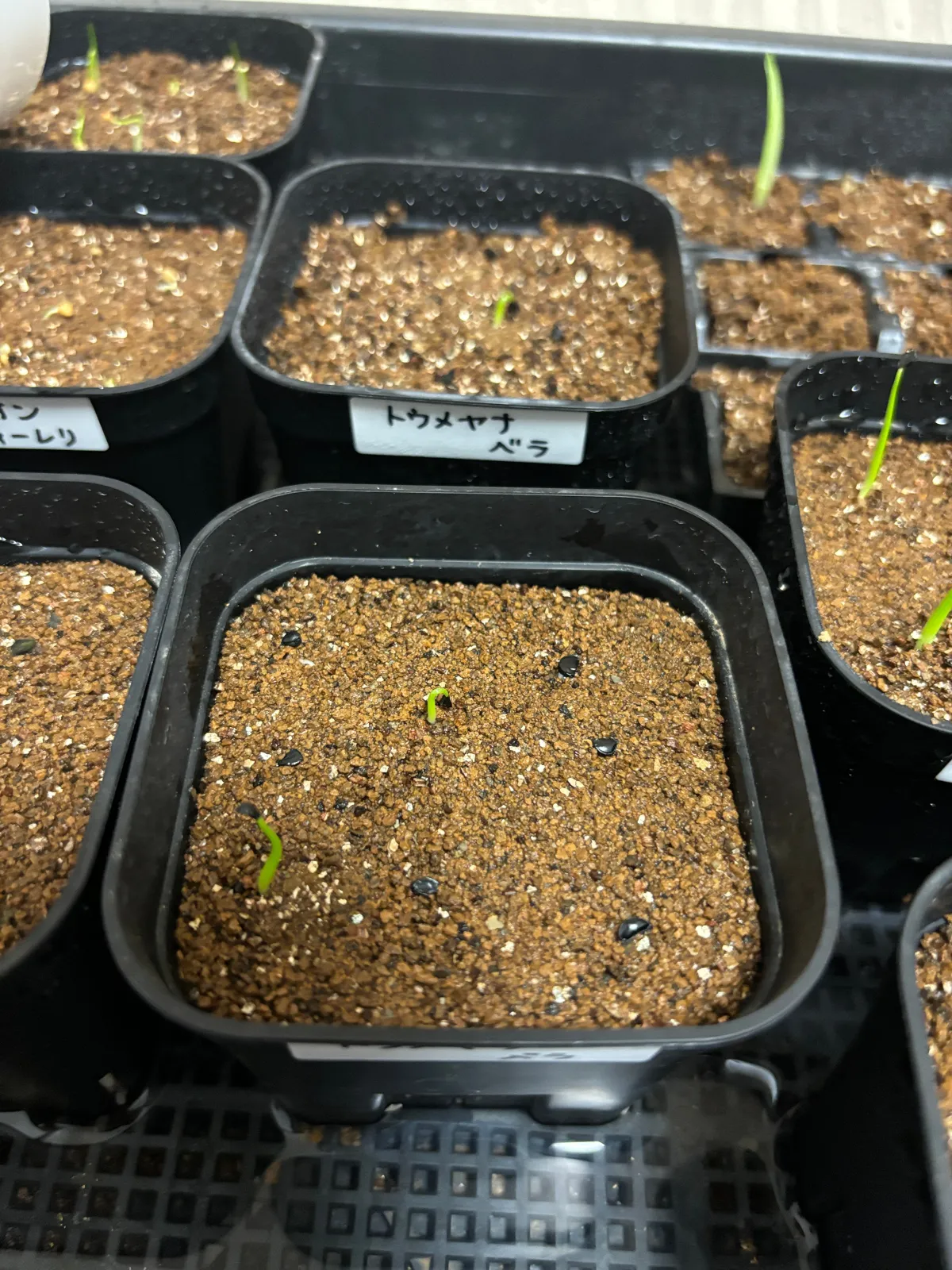 Agave toumeyana var. bella (アガベ トウメヤナ ベラ)