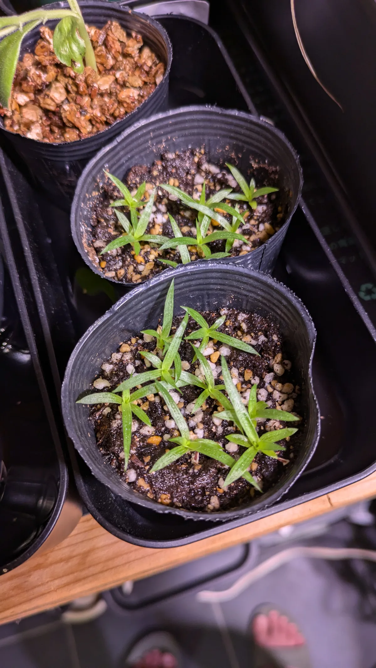 Puya mirabilis (プヤ ミラビリス)