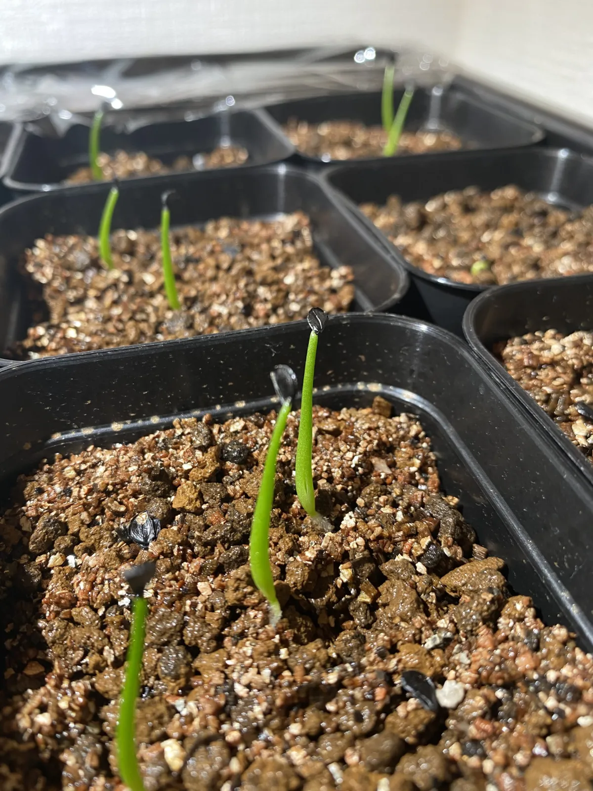 Agave salomonii Magnifica (アガベ マグニフィカ)