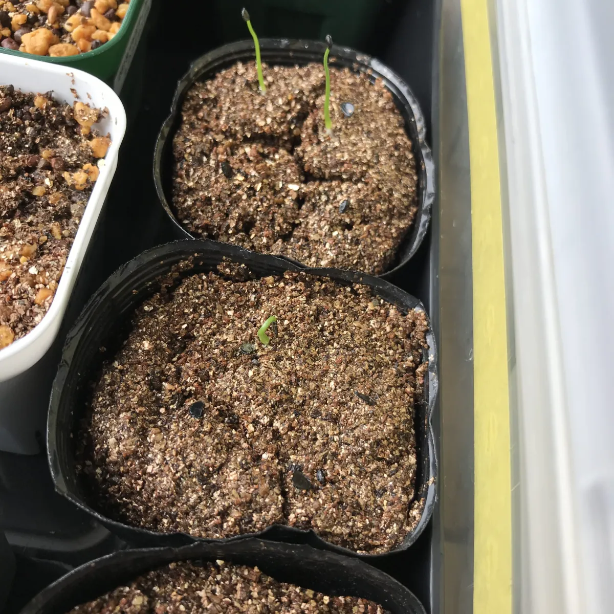 Agave chiapensis (アガベ チアペンシス)