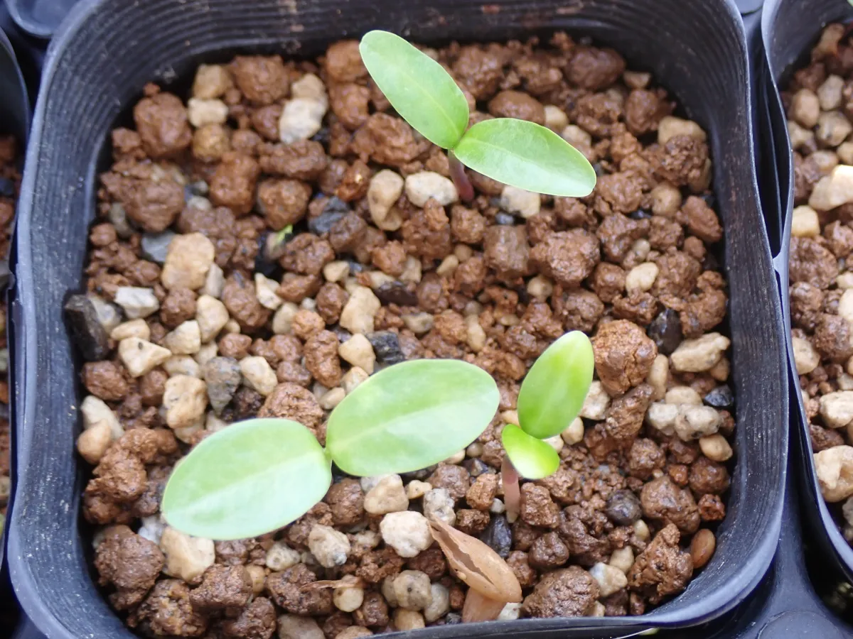 Strophanthus gerrardii (ストロファンサス ジェラルディ)