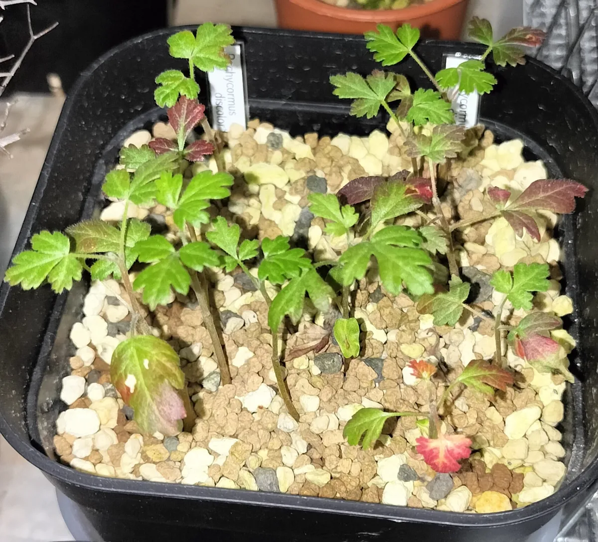 Pachycormus discolor (パキコルムス ディスカラー)