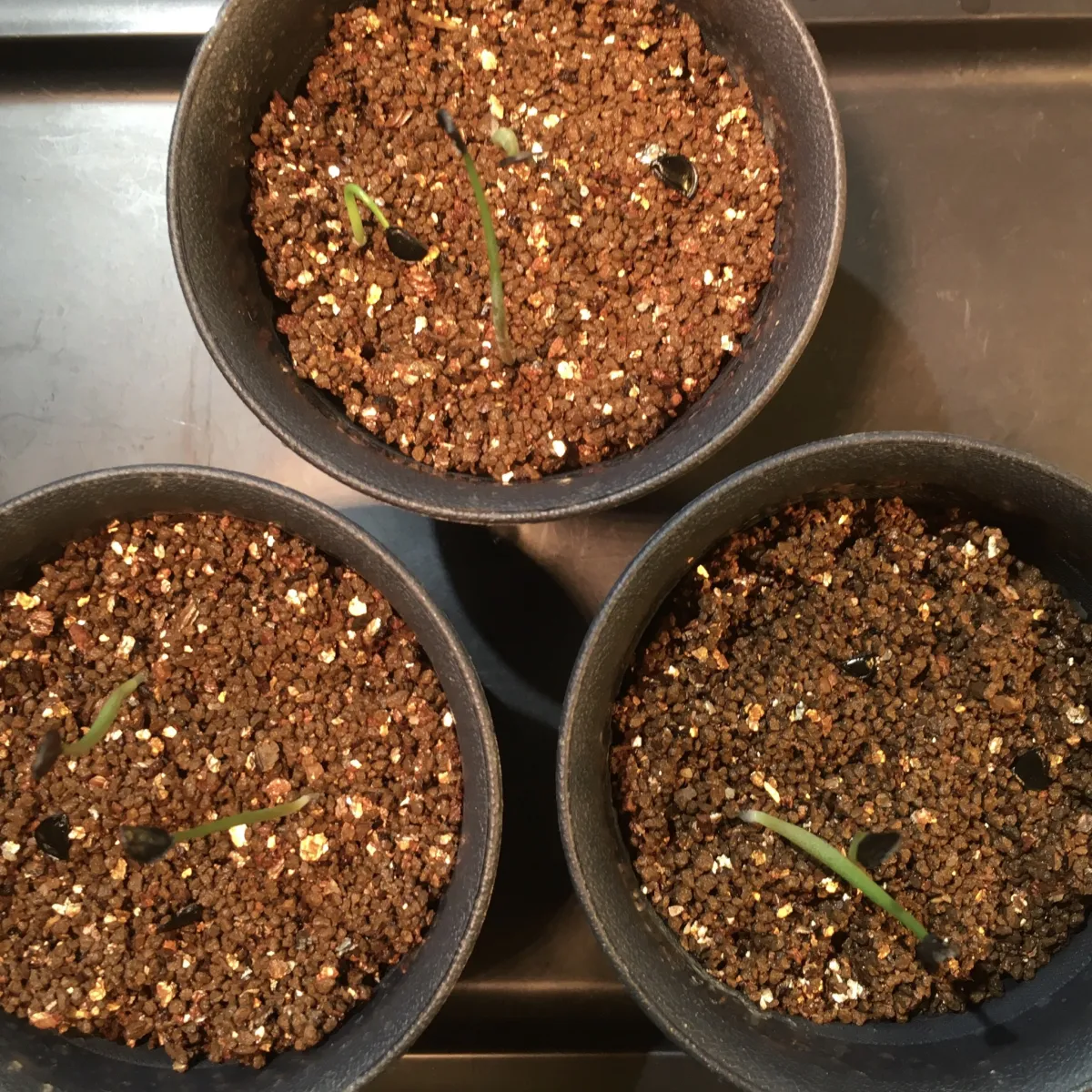 Agave seemanniana (アガベ シーマニアナ)