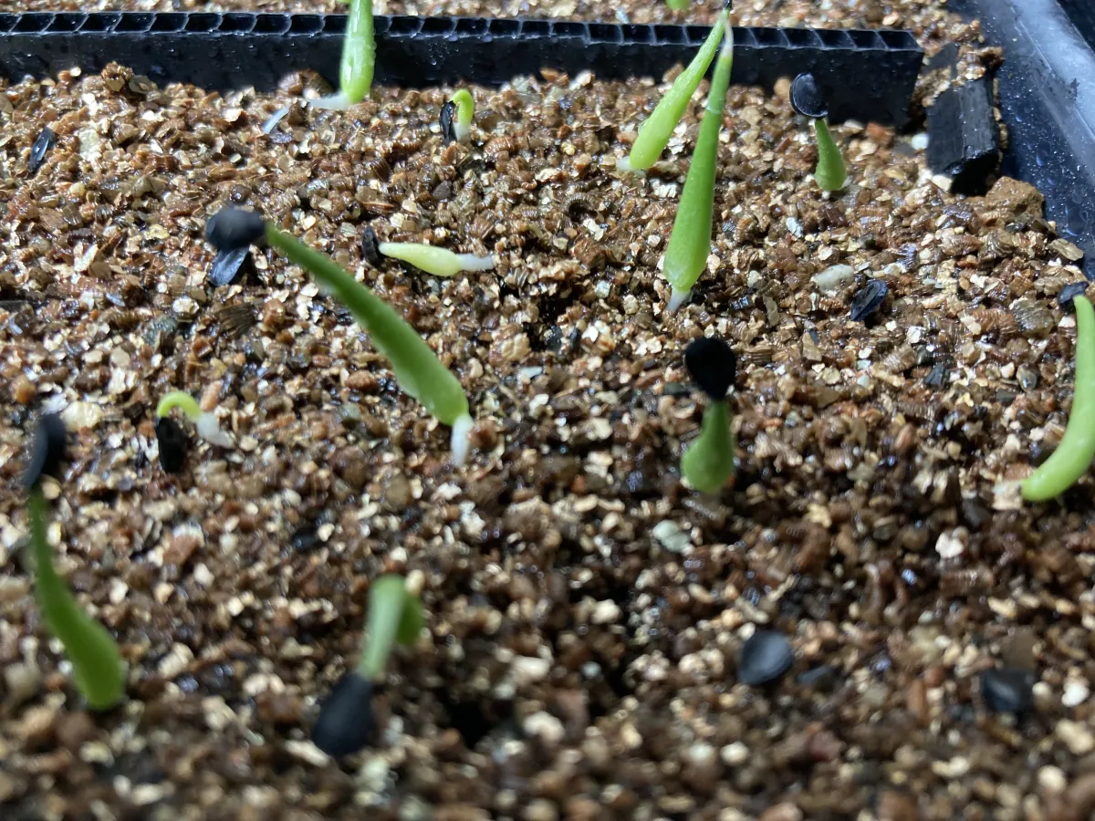 Agave utahensis ssp. utahensis 'Compacta' (アガベ ユタエンシスコンパクタ)