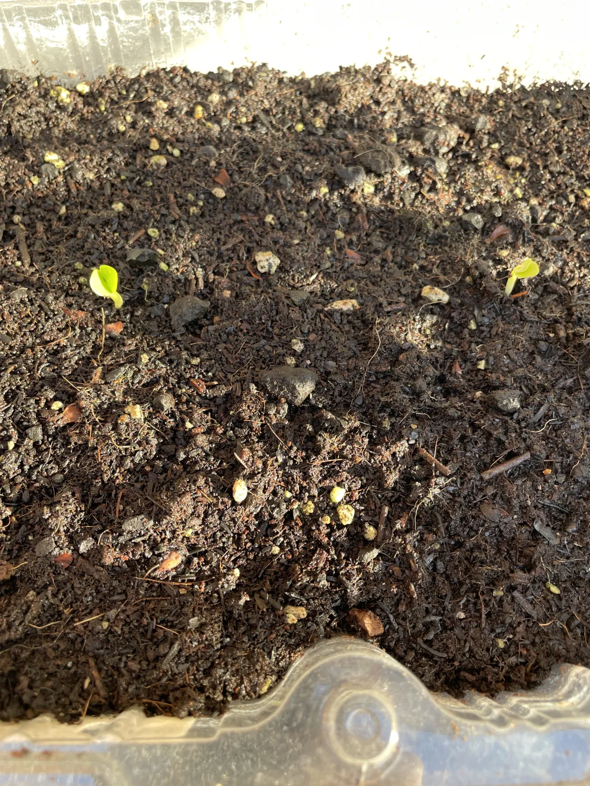 [発芽チャレンジ 終了しました] パキポディウム サンデルシー 白馬城 Pachypodium saundersii