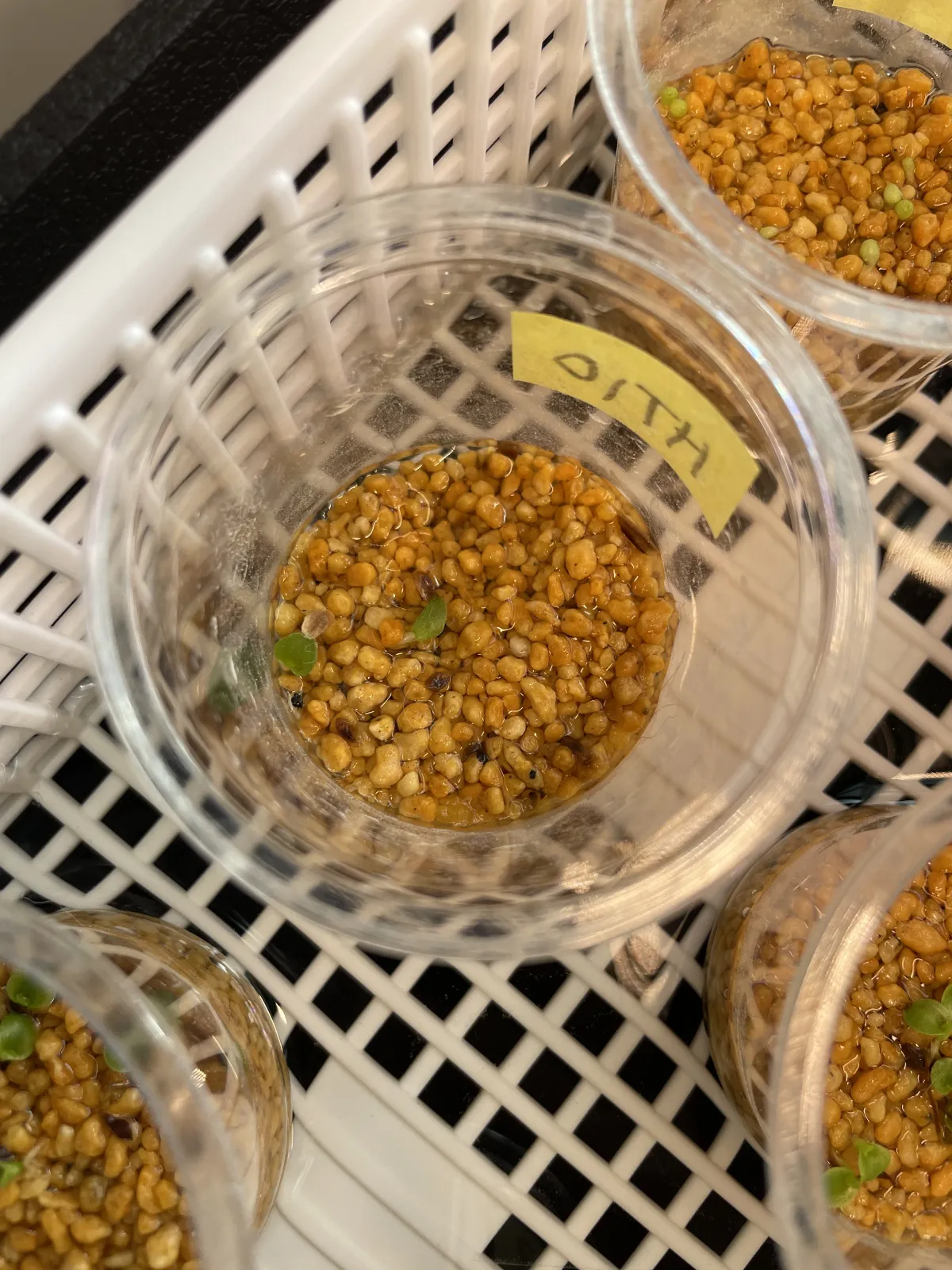 Hechtia stenopetala (ヘクチア ステノペタラ)