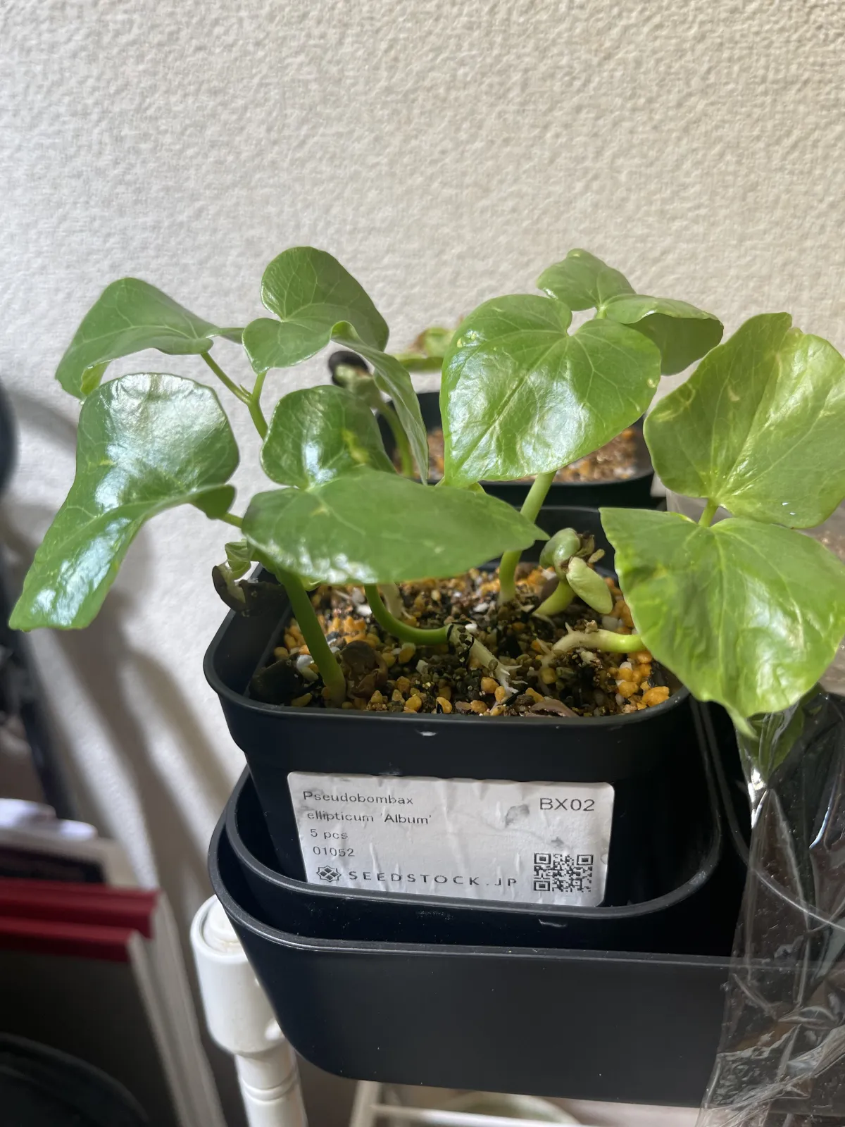 Pseudobombax ellipticum 'Alba' (セウドボンバックス エリプティカム アルバム)