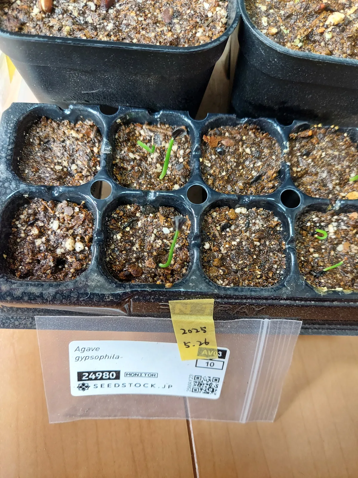 Agave gypsophila (アガベ ジプソフィラ)