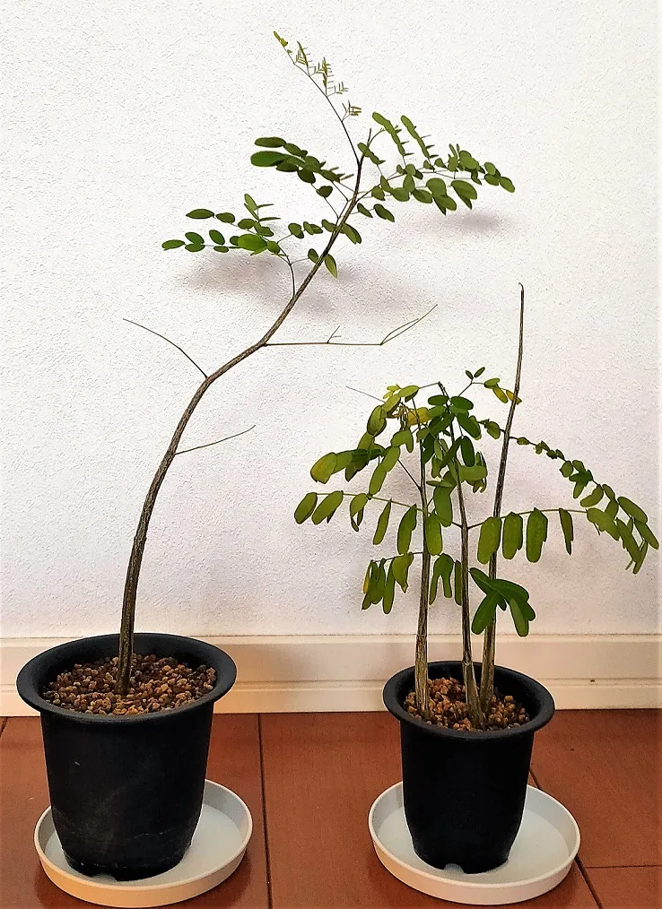 Delonix decaryi (デロニクス デカリー)