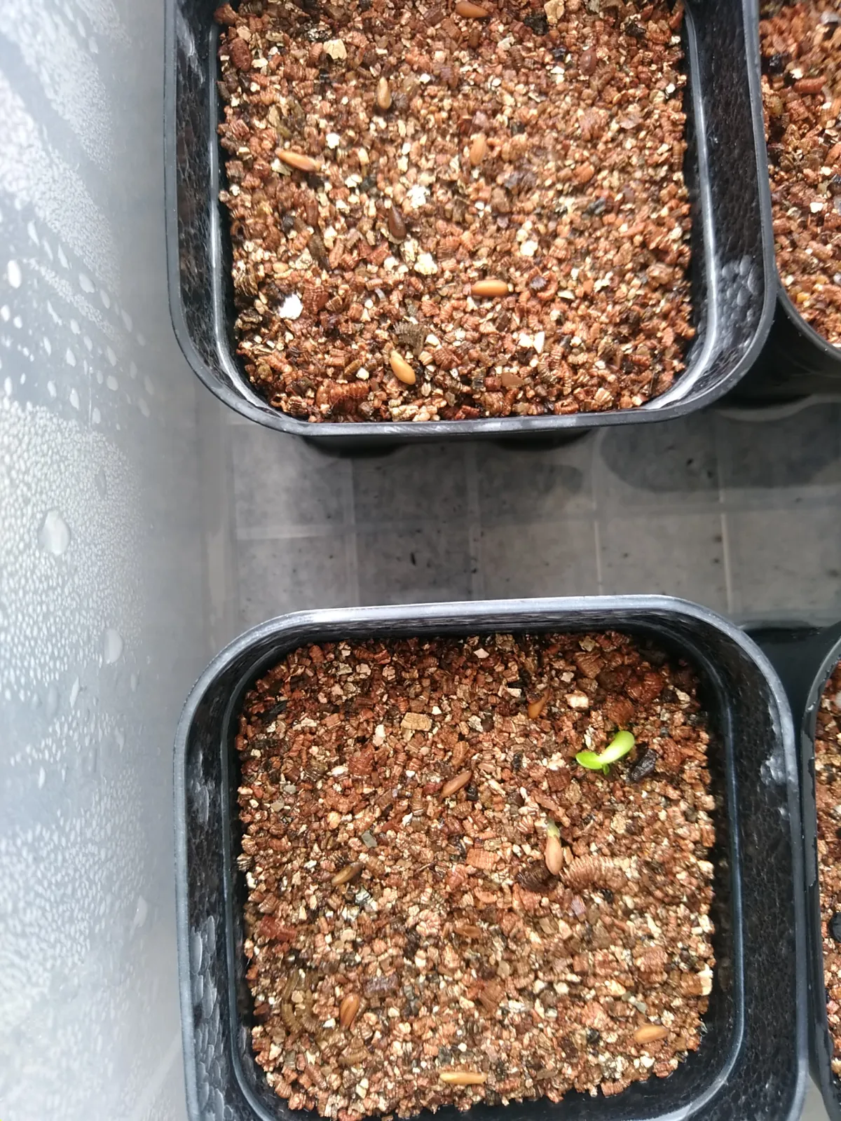 Pachypodium densiflorum var. brevicalyx (パキポディウム ブレビカリックス)