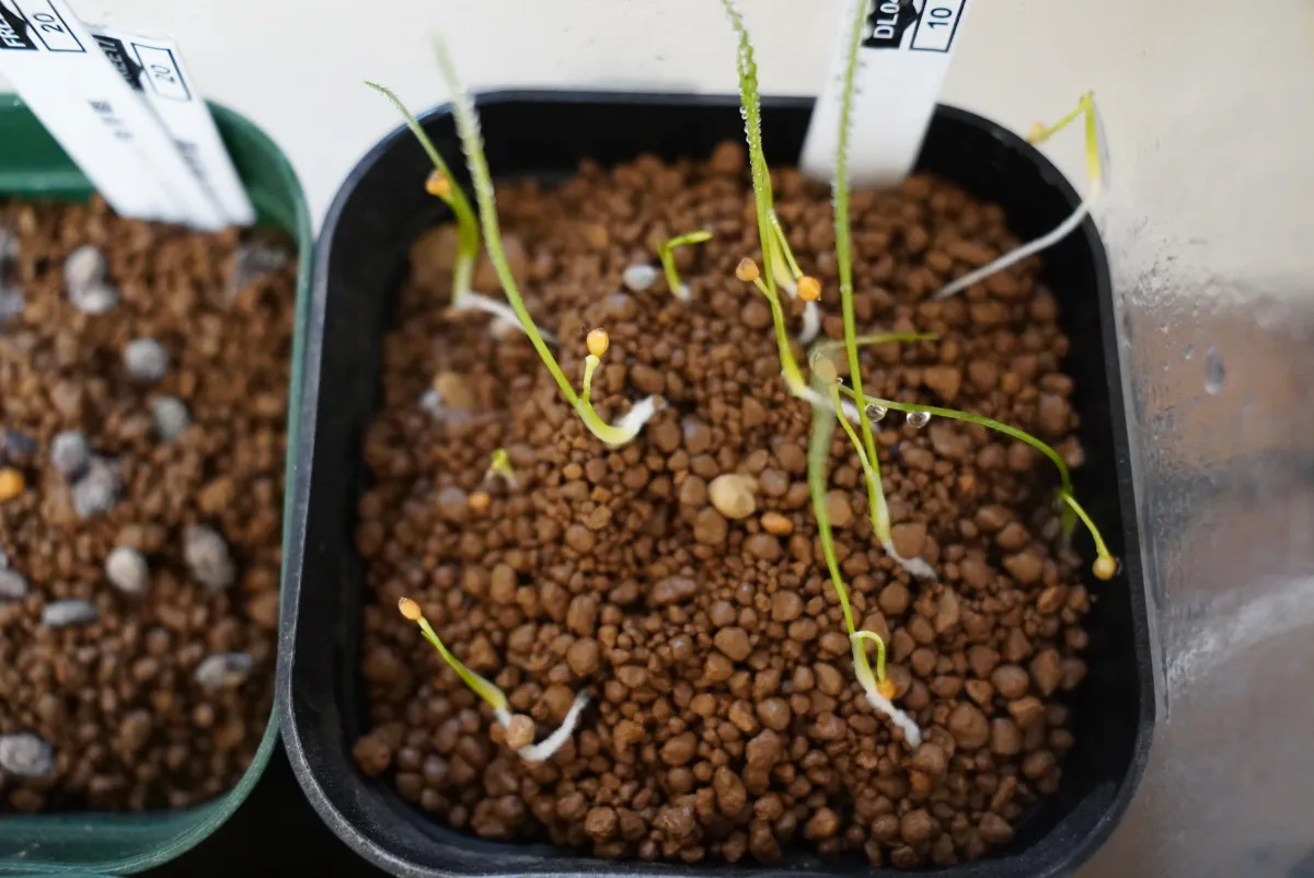 Dasylirion wheeleri (ダシリリオン ウィーレリ)