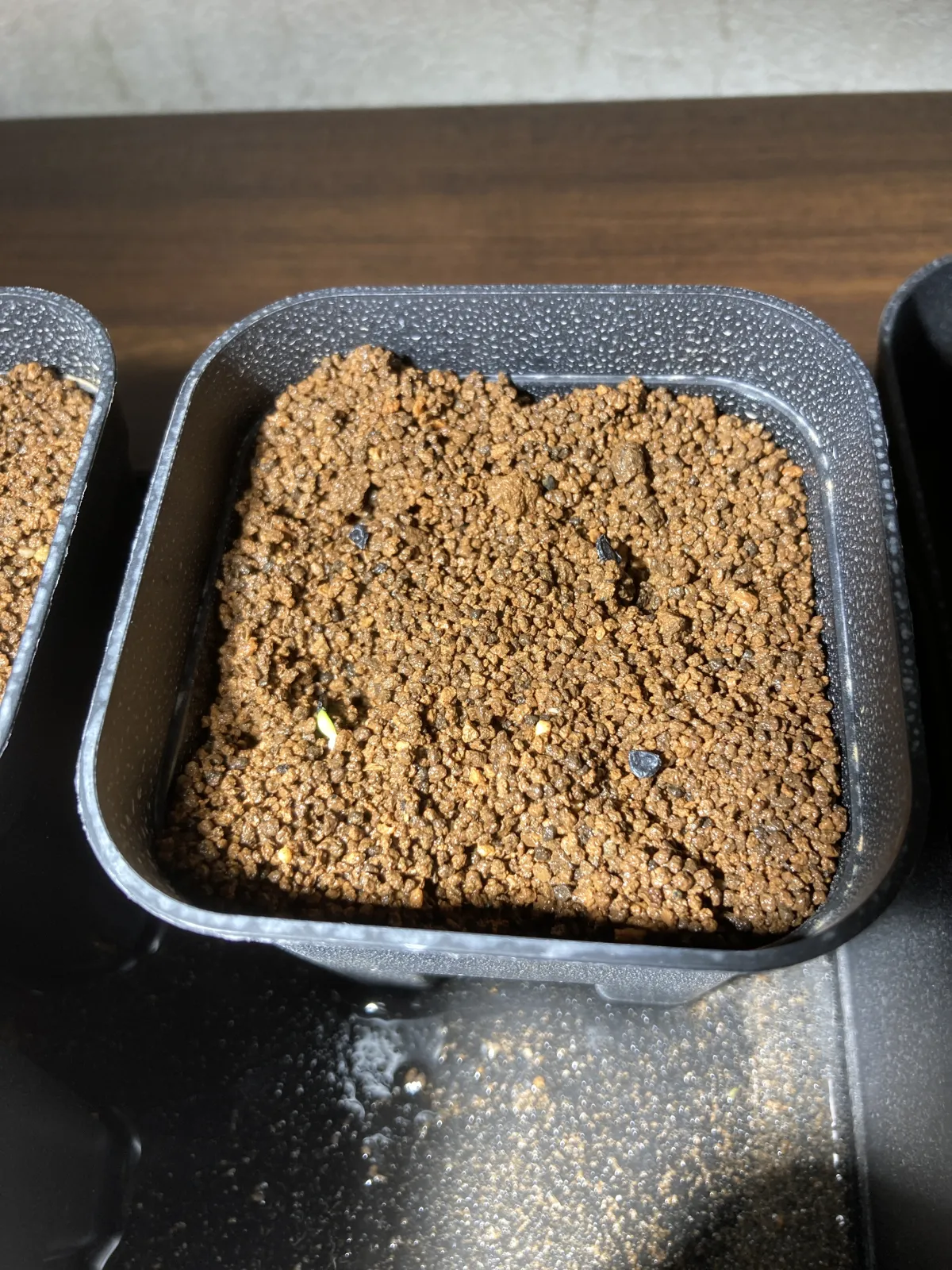 Agave titanota (アガベ チタノタ ドワーフ)