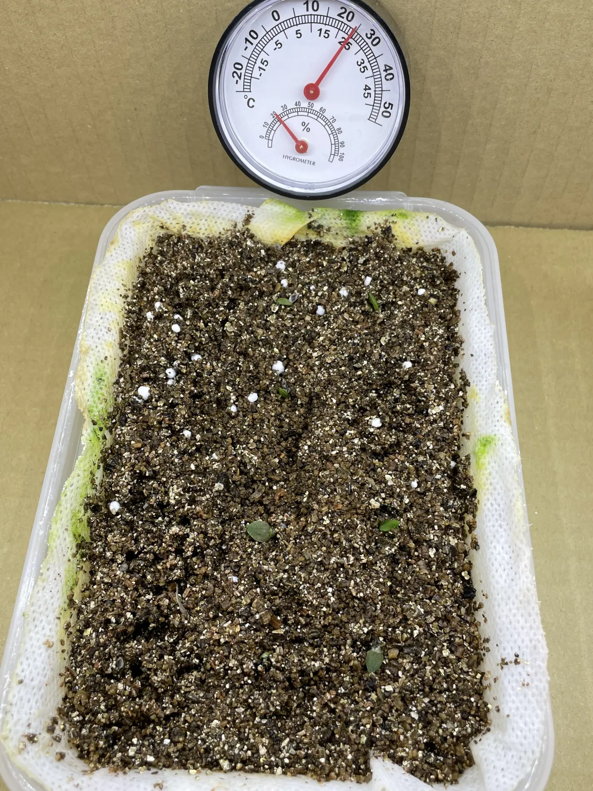 Aloe ramosissima (アロエ ラモシシマ)