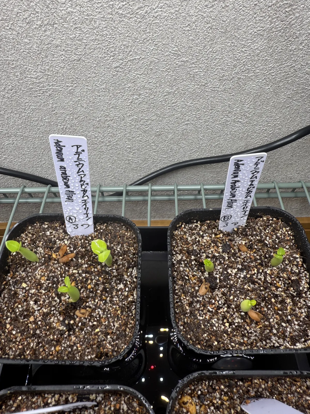 Adenium arabicum (アデニウム エイリアン)