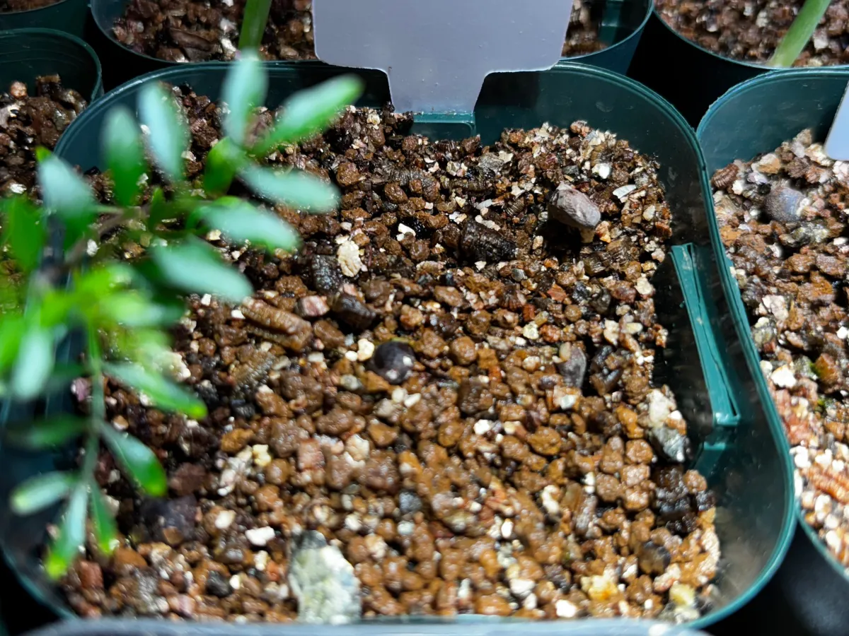 Operculicarya pachypus (オペルクリカリア パキプス2025D)