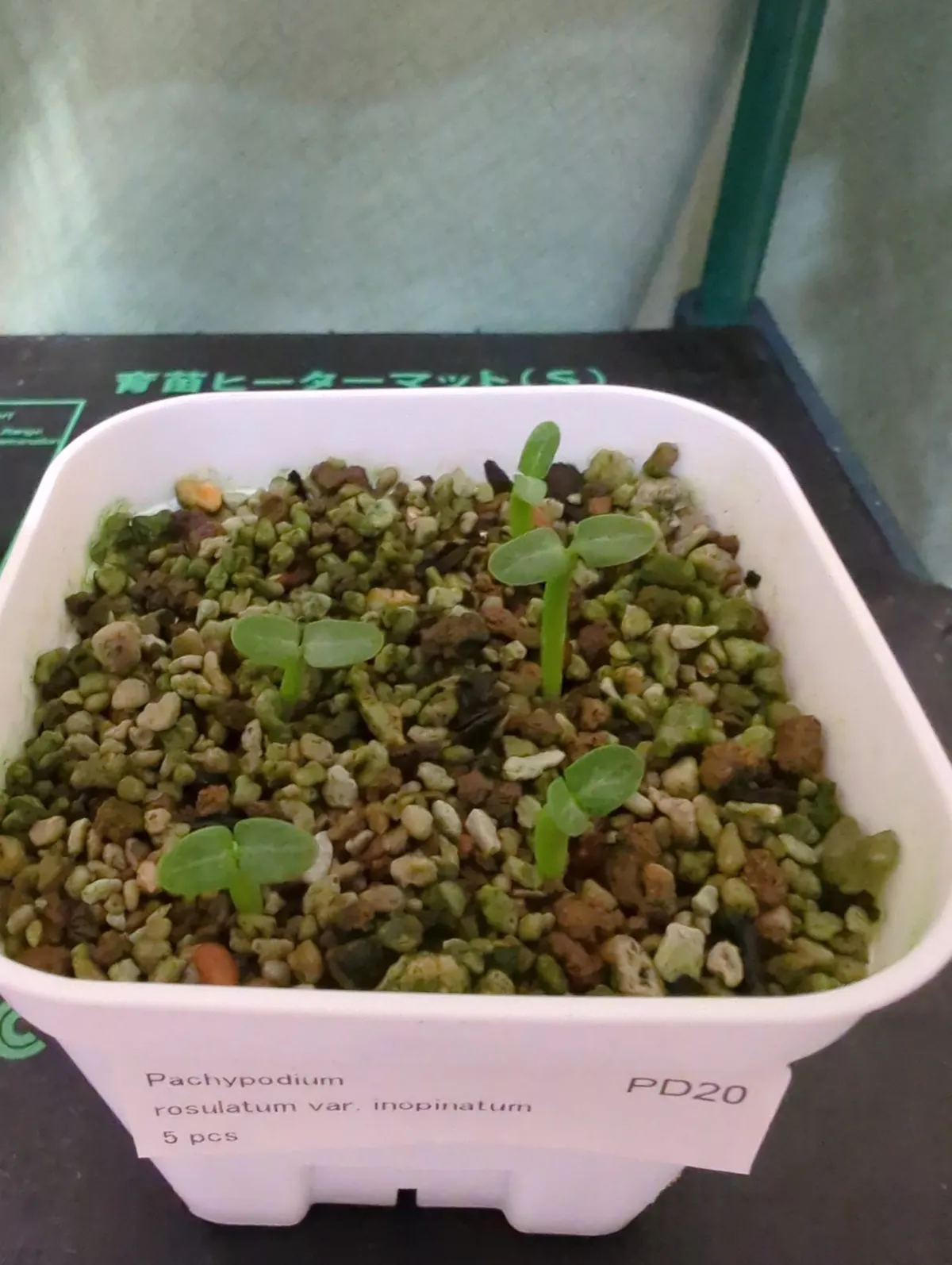 Pachypodium rosulatum var. inopinatum (パキポディウム イノピナツム)