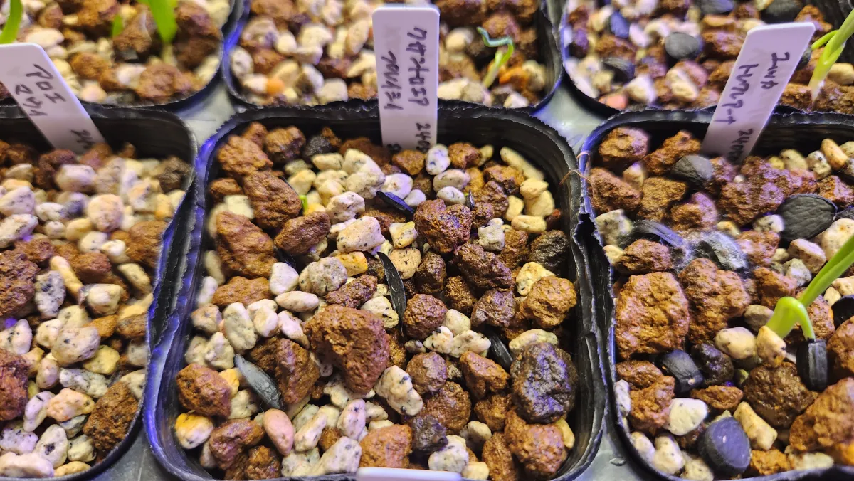 Xanthorrhoea preissii (ザントロエア プレイシー)