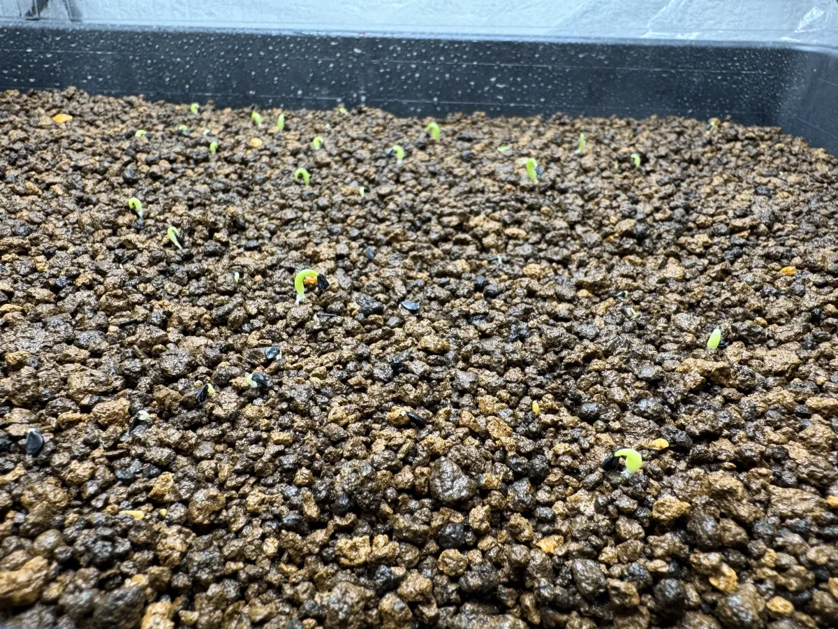 Agave oteroi (アガベ オテロイ)