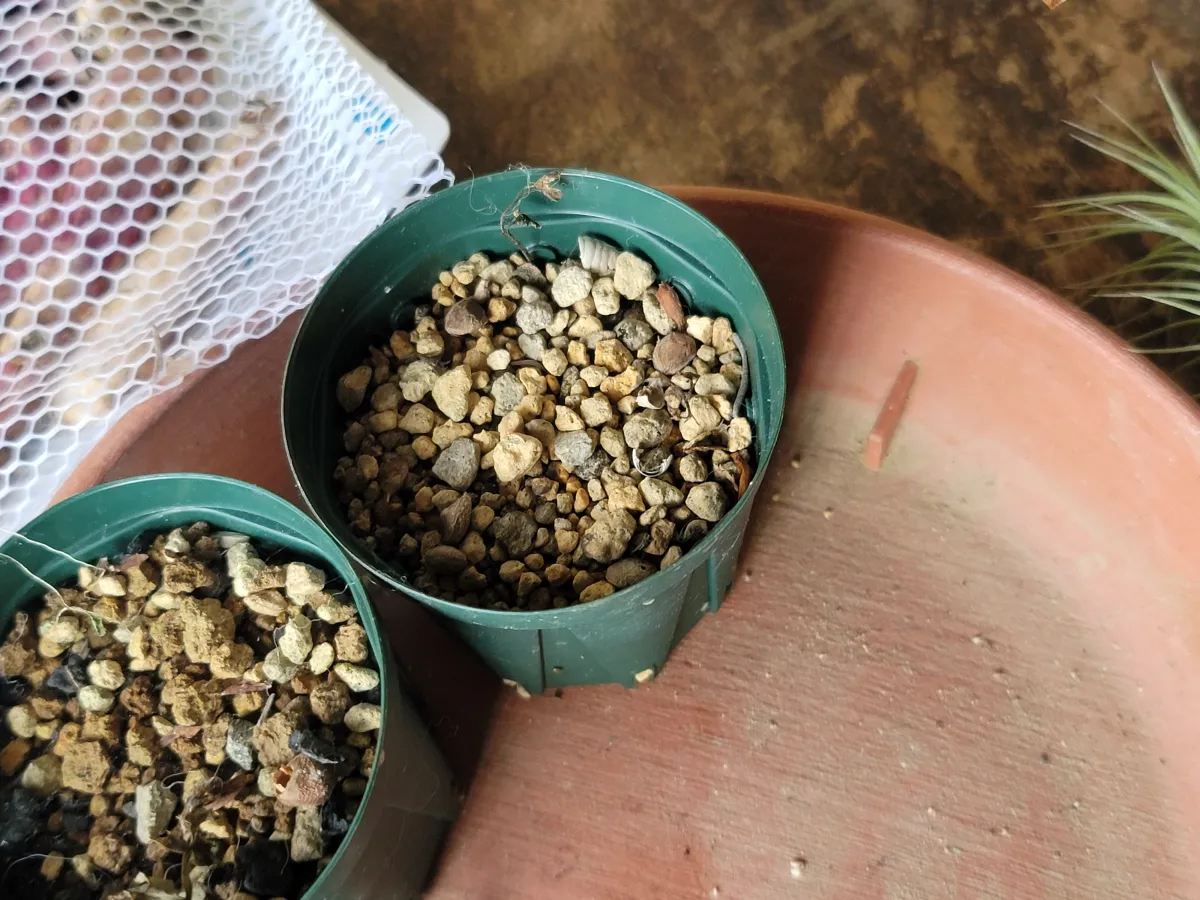 [無料種子] 発芽難 パキポディウム グラキリス　 Pachypodium rosulatum var. gracilius