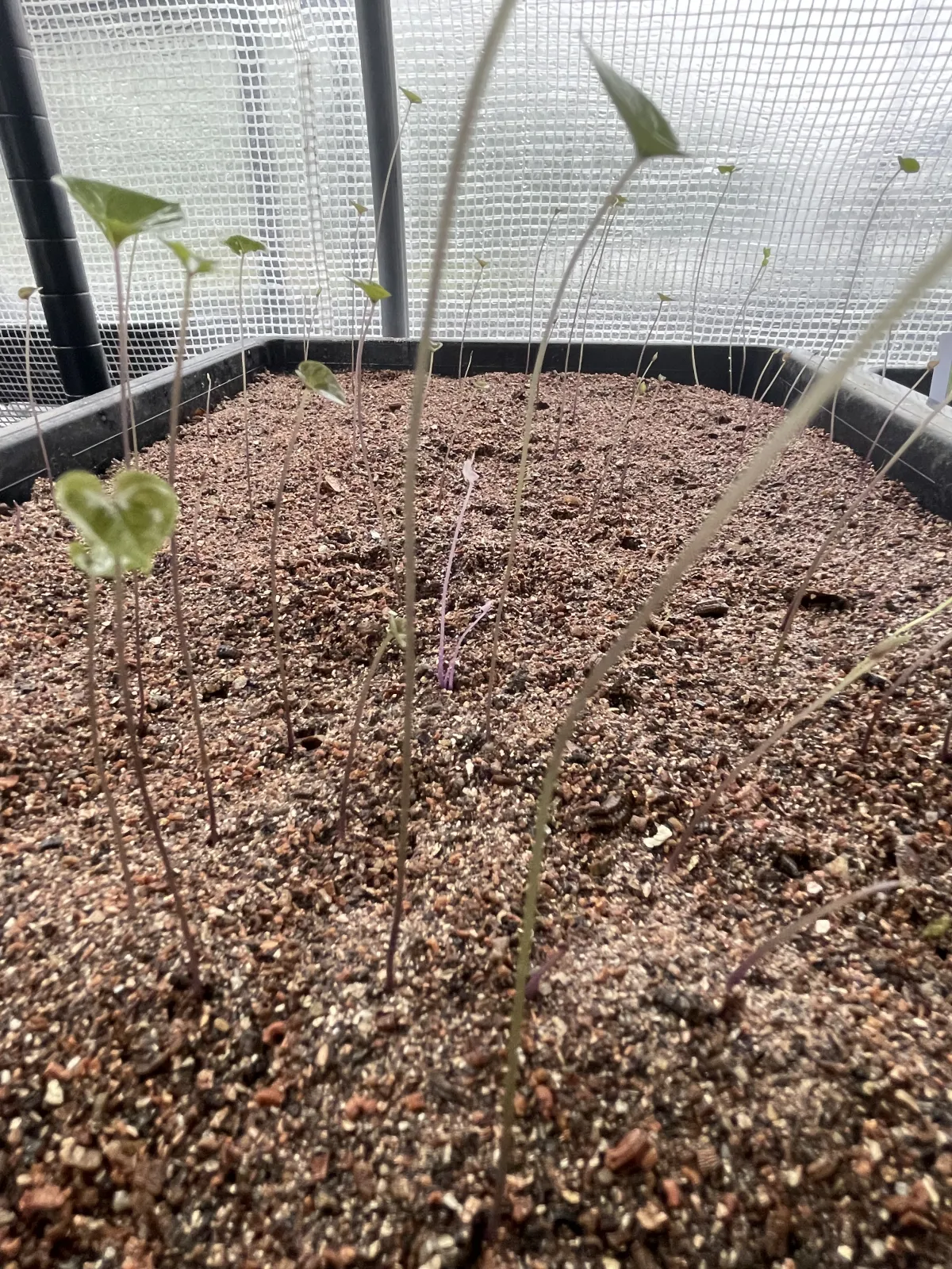 Dioscorea elephantipes (ディオスコレア エレファンティペス2023F)