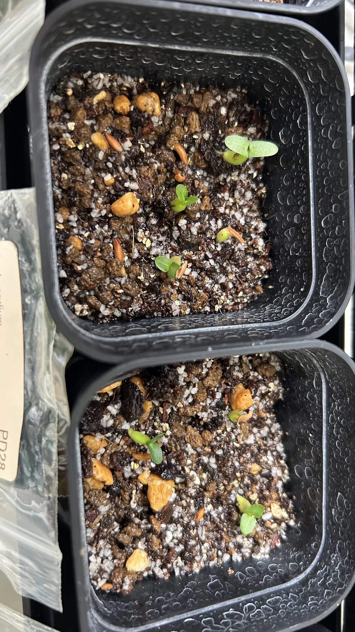 Pachypodium enigmaticum (パキポディウム エニグマチカム)